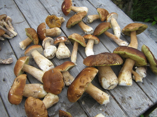 Controllo commestibilità funghi