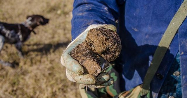 Svolgimento dell’attività di ricerca del tartufo sul territorio regionale a seguito del DPCM 3 novembre 2020