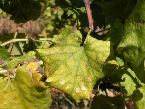Misure per la lotta obbligatoria contro la Flavescenza Dorata della vite